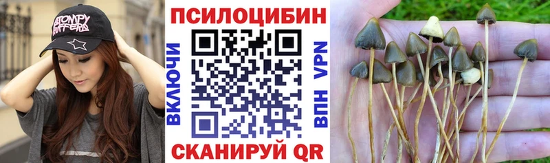 Купить закладки Воткинск Псилоцибиновые грибы Psilocybe